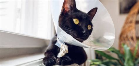 Why Cats Wear Cones Some Important Facts To Know