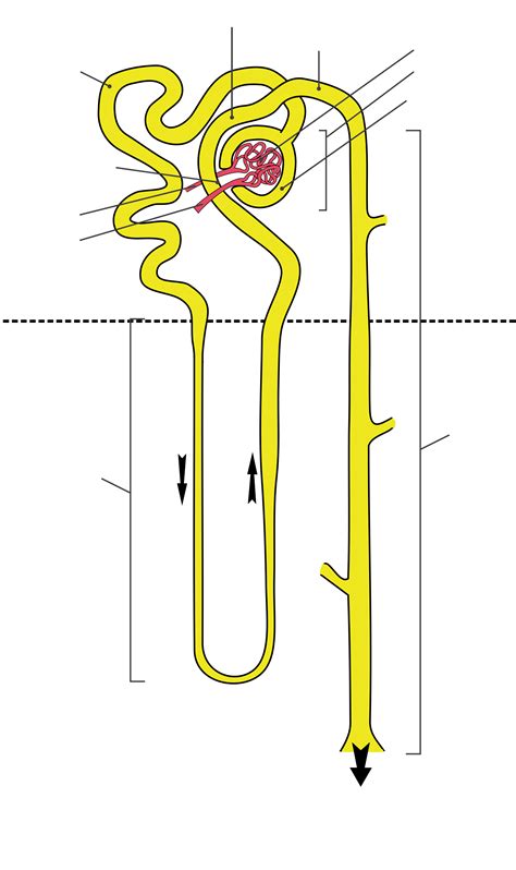 Urinary System Nephron Diagram