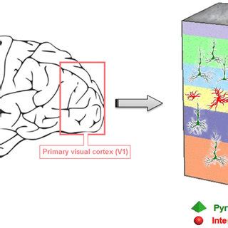 Organization of the primary visual cortex | Download Scientific Diagram