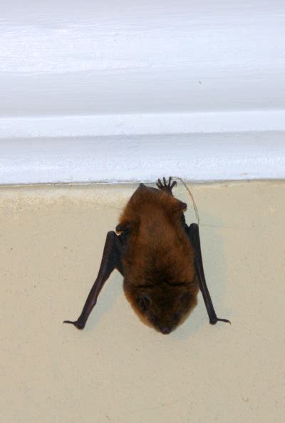 brown bat - Maine Nature News