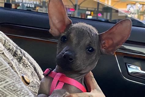 Xol Xoloitzcuintli Puppy For Sale Near San Francisco Bay Area