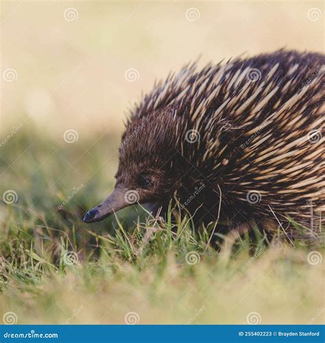 The Short Beaked Echidna Tachyglossus Aculeatus On Grass Stock Image