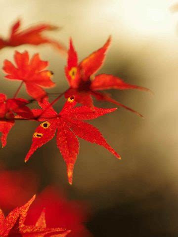 Maple Leaf Symbolism: The Ultimate Guide to the Symbol of Canada ...