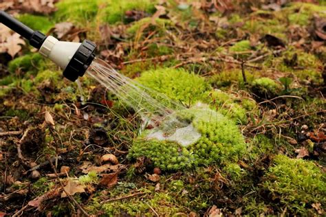 How To Get Rid Of Moss In Your Lawn