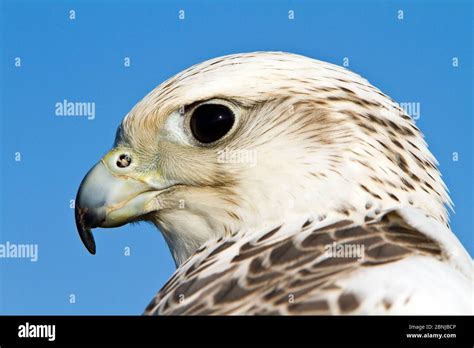 Gyrfalcon Falco Rusticolus Cross Saker Falcon Falco Cherrug Adult