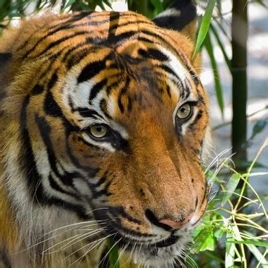 Mature BBW V BBC XHamster