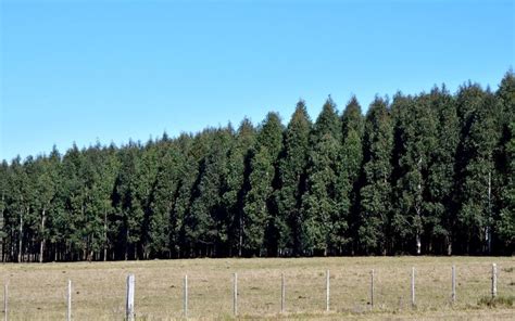 La Actividad Forestal Se Posiciona En El Sureste Uruguayo Con