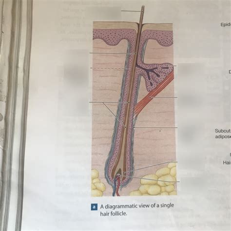 diagram of hair follicle- Anatomy Ch. 4 Diagram | Quizlet