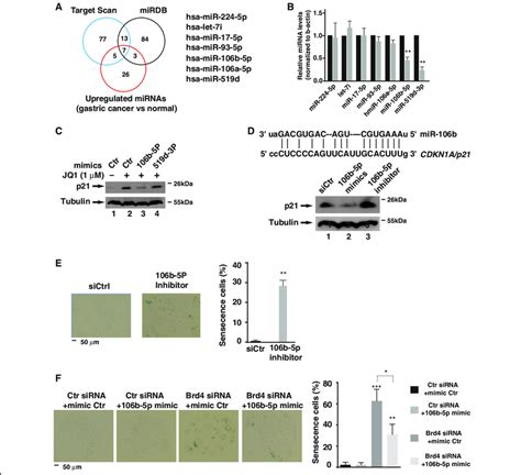 Mir B P Regulates Cellular Senescence By Targeting P A Schema Of