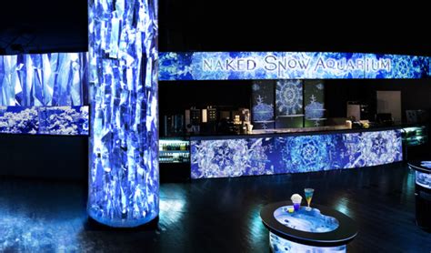 雪や氷オーロラ映像とイルカなど生きものたちの共演NAKED SNOW AQUARIUM開催冬景色が広がる幻想的な海の世界へ ロボスタ