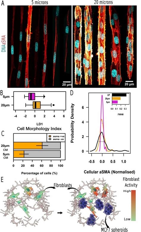 Controlling cell geometric heterogeneity allows control of fibroblast ... 