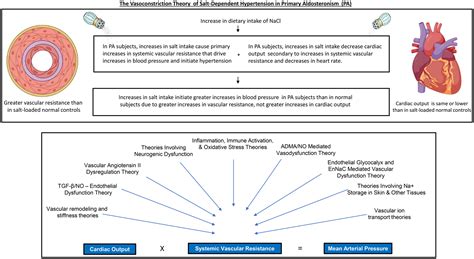 Hypertension In Primary Aldosteronism Is Initiated By Salt Induced