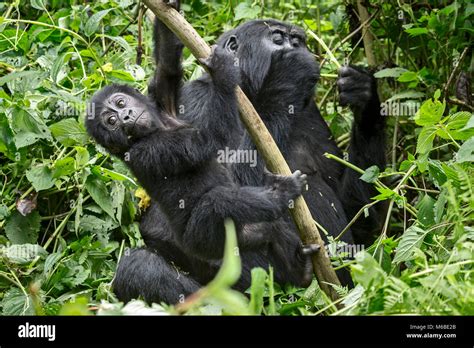 Adult Female Mountain Gorilla Gorilla Beringei Beringei 1 Of 2