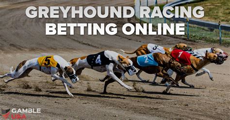 Greyhound Racing Betting Online in the US - Gamble USA