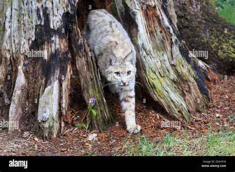 Bobcat, Lynx rufus Stock Photo - Alamy