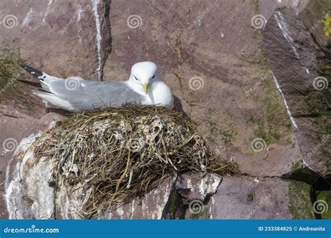 Black-legged Kittiwake Nesting on Cliff Stock Image - Image of breeding, people: 233384825