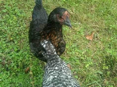 BLACK AUSTRALORP OR BLACK SEX LINK PULLET BackYard Chickens