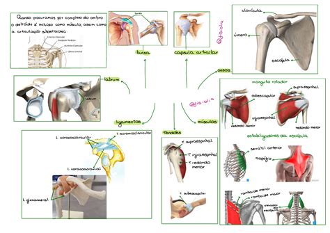 Anatomia Do Ombro Esquerdo Braincp