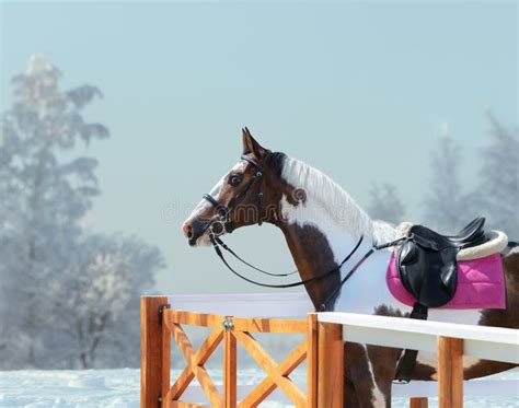 American Paint Horse with Bridle and English Saddle in Winter. Stock ...