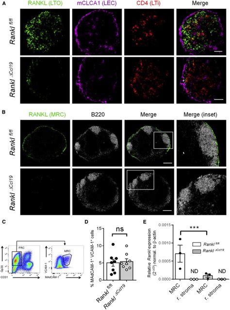 Lymph Node Mesenchymal And Endothelial Stromal Cells Cooperate Via The