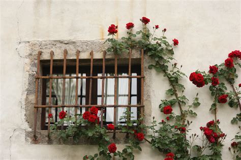 Free Images Plant Flower Window Rustic Balcony Red Flora Still