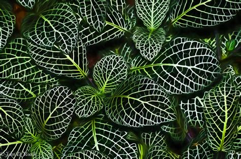 Fittonia Albivenis Mosaic Plant Care And Culture Travaldos Blog