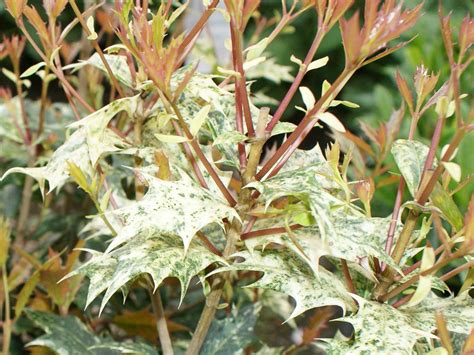 Osmanthus Ilicifolius Tricolor Heterophyllus Tricolor