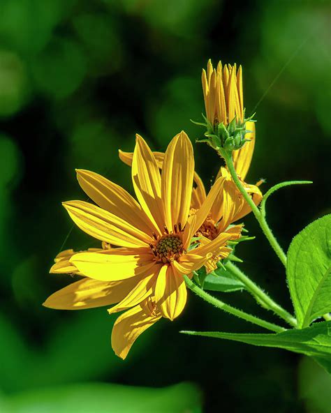 Pale Leaved Sunflower Dfl1223 Photograph By Gerry Gantt Pixels