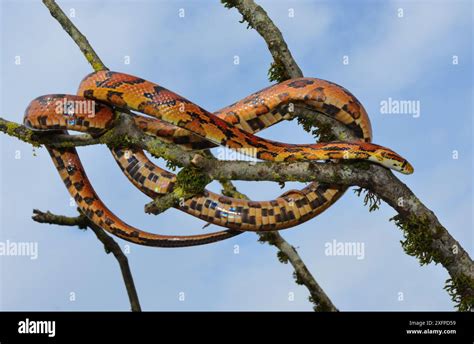 Corn Snake Pantherophis Guttatus Okeetee Breed On Tree Branch