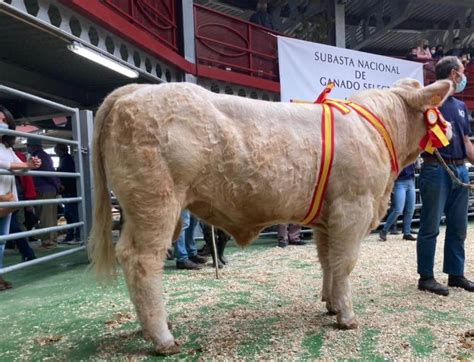 Nevers Y Malagueña Campeones Del Concurso De Charolesa De Madrid