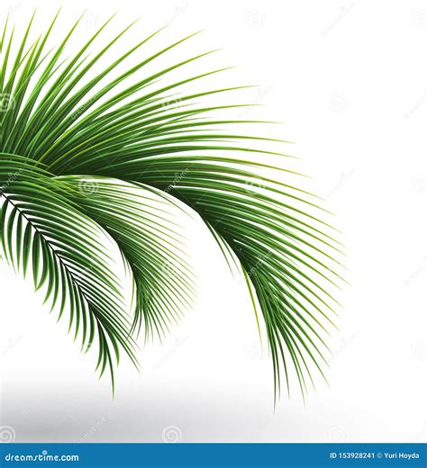 Palm Leaves Green Leaf Of Palm Tree On Transparent Background Floral