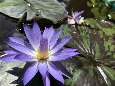 Star Of Siam Water Lilies Plants Garden