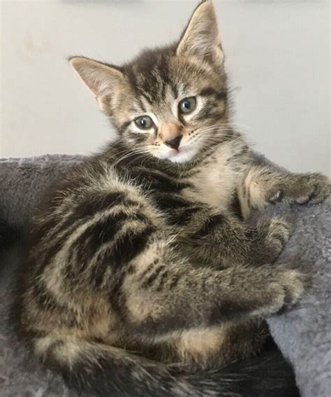 Beautiful Maine Coon Cross Kittens In New Tredegar Caerphilly Gumtree