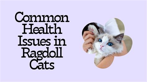 Common Health Issues In Ragdoll Cats Exclusive Ragdolls