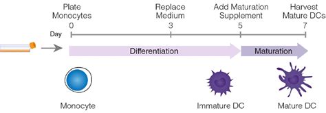 How To Generate Monocyte Derived Dendritic Cells