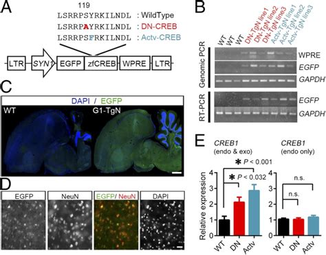 Transgenic Songbirds With Suppressed Or Enhanced Activity Of Creb