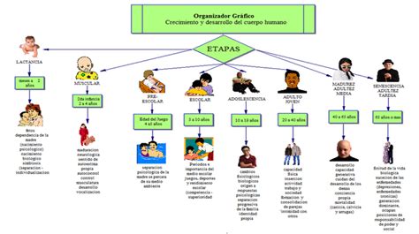 Etapas Del Desarrollo Humano Mapa Mental Images