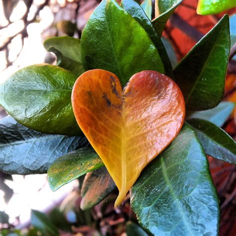 Lista Foto Planta Corazones En Un Hilo El Ltimo