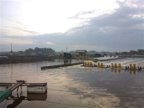 Ternyata Bukan Ini Tambak Udang Pandansimo Entah Termasuk Yang