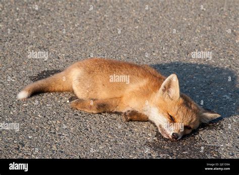 Una Vista Triste Al Lado De La Carretera Un Zorro Joven Corre Las