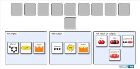 Oxidative Phosphorylation Input And Output