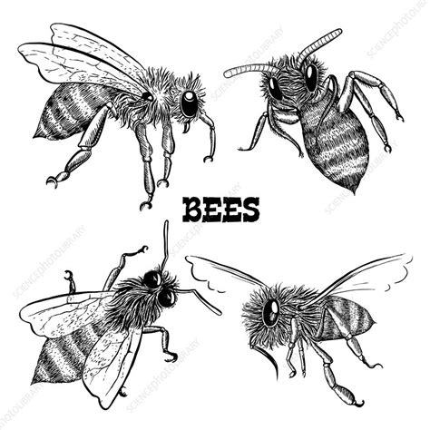 Honey Bee Scientific Drawing