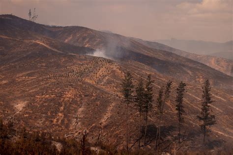 Wildfires in Chile raise 'great concern', says minister | Reuters