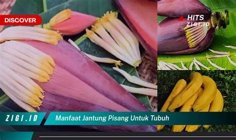 Temukan Manfaat Jantung Pisang Untuk Tubuh Yang Jarang Diketahui