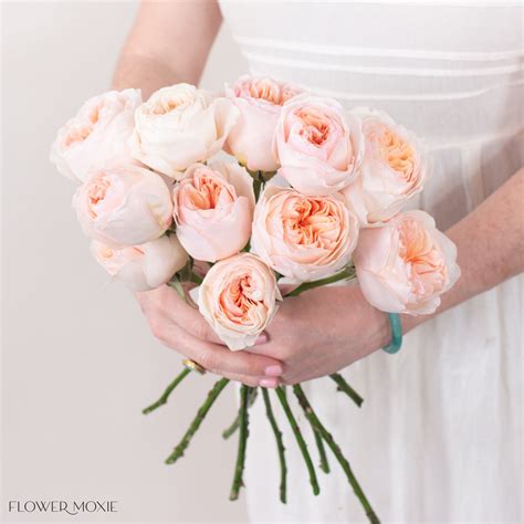 Juliet Garden Roses | DIY Wedding Flowers | Flower Moxie