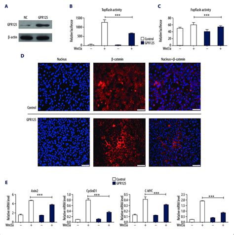 Gpr Overexpression Inhibited Wnt B Catenin Signaling Pathway In