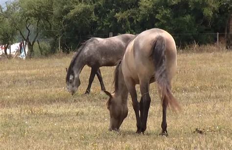 Confirman Ocho Casos Positivos De Encefalitis Equina Uno De Ellos En