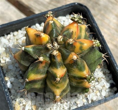 SHPR11254 Gymnocalycium Mihanovichii F Variegata Cactus Online