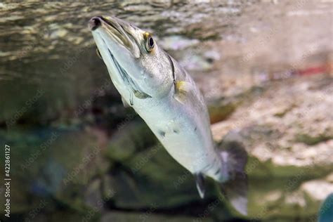 Great barracuda or Sphyraena barracuda, also known as giant barracuda, is a common species of ...