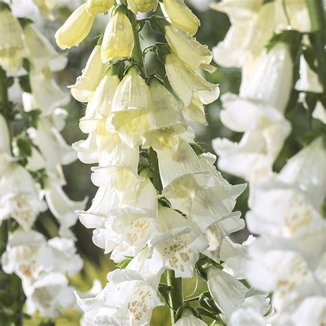 Foxglove Alba Seeds From Mr Fothergills Seeds And Plants